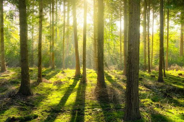 Antalis y el Medioambiente